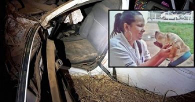 Veterinaria-bate-em-anta-capota-carro-e-morre-na-BR-163