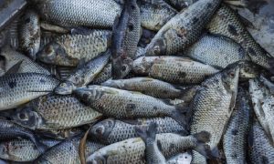 Foto:Lalo de Almeida Folha Press