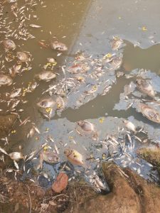 peixe morto corrego lago