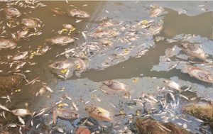 peixe morto corrego lago np