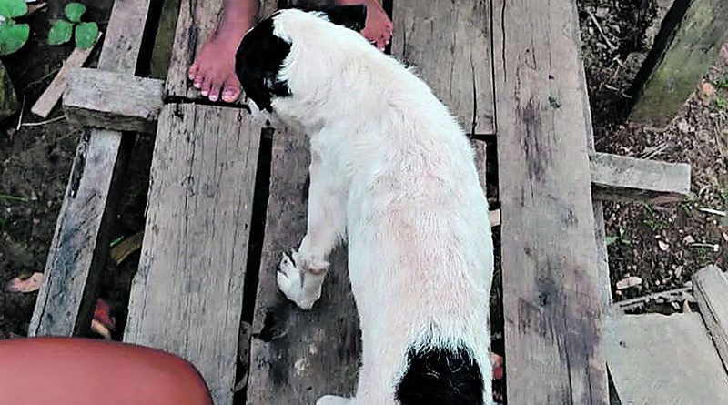 DOG-ABRE_00784836_0_