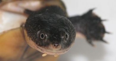 A espécie foi batizado de "Perema do Pará" Foto:| Divulgação