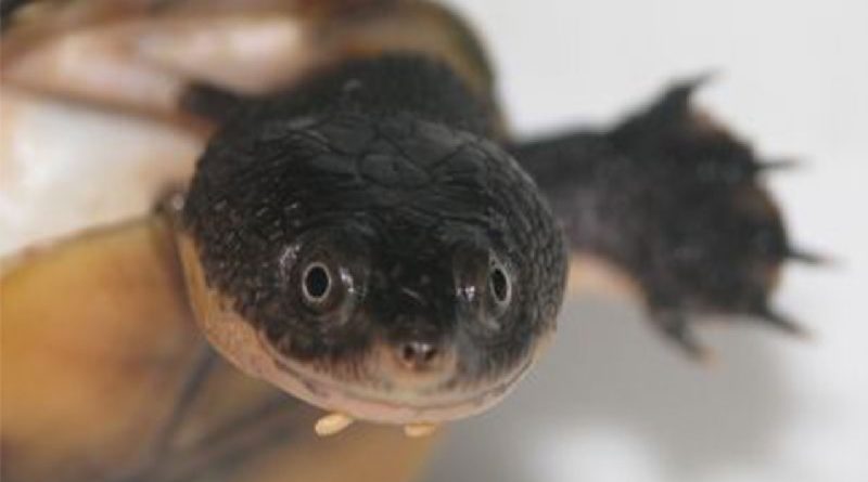 A espécie foi batizado de "Perema do Pará" Foto:| Divulgação