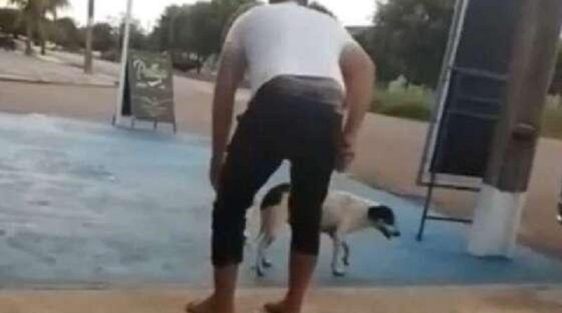 vereador mt cachorro