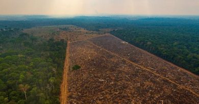 Foto:Divulgação Ibama