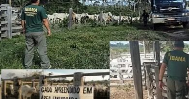 gado ibama
