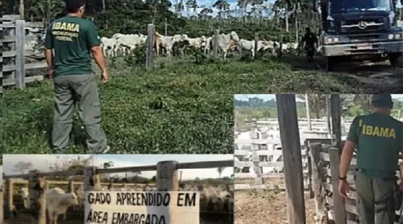 gado ibama