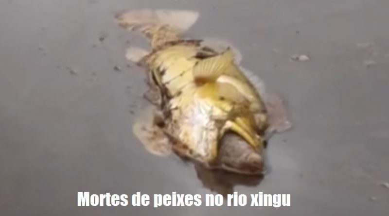 peixe