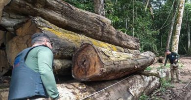 Apreensão de madeira em tora no município de Novo Progresso - Apreensão de madeira em tora no município de Novo Progresso - (Foto: ASCOM / SEGUPA)