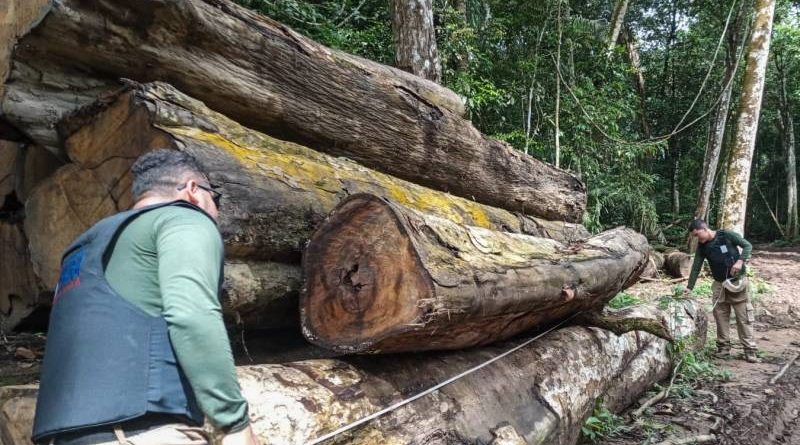 Apreensão de madeira em tora no município de Novo Progresso - Apreensão de madeira em tora no município de Novo Progresso - (Foto: ASCOM / SEGUPA)