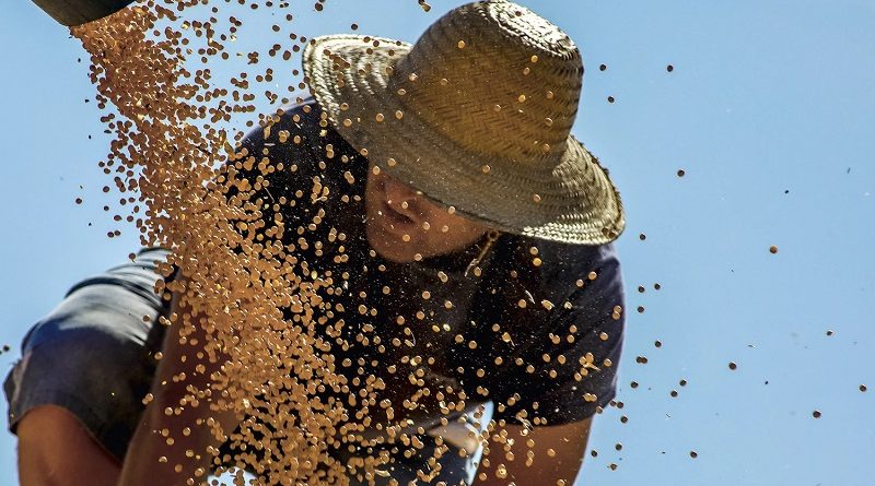 LÍDER - Colheita de soja em Salto do Jacuí (RS): o país é o maior exportador do grão (Silvio Avila/AFP)