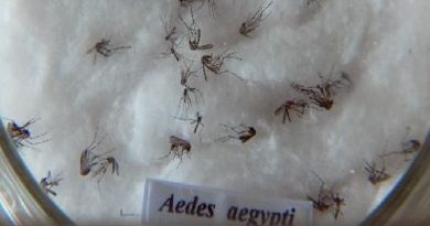 aedes
