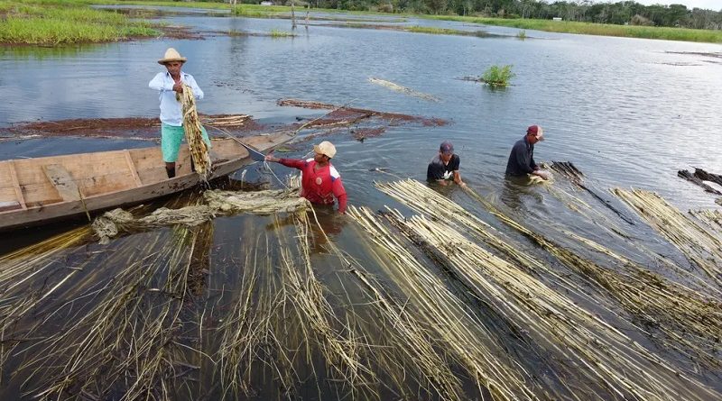 Fibras de malva na fase de "afogamento", em Manacapuru. — Foto: Alexandro Pereira/Rede Amazônica