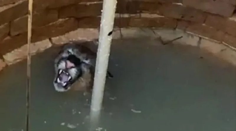 onca-parda_00814477_0_-3