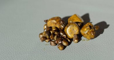 pedra-de-fel-do-boi-740x400