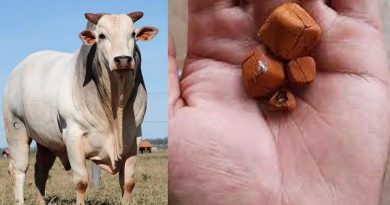 São Miguel do Guaporé (RO