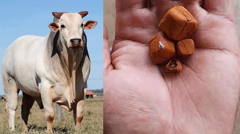 São Miguel do Guaporé (RO