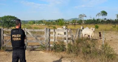Cabeças de gado em uma das propriedades investigadas. — Foto: Ascom PF-PA