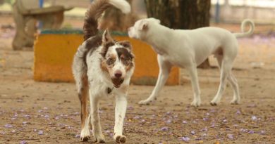 São Paulo - Tutores com cães no Parcão, espaço exclusivo para cachorros, na Praça Ayrton Senna do Brasil.