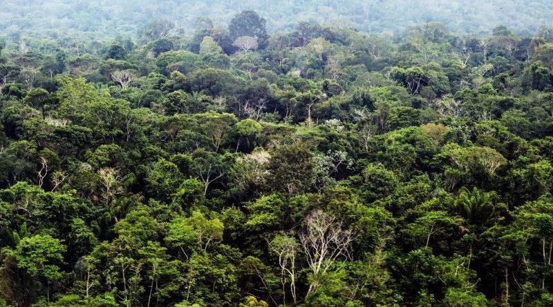 Floresta Amazônica - Região Sudoeste Paraense - Fotos Bruno Cecim - Ag.Pará