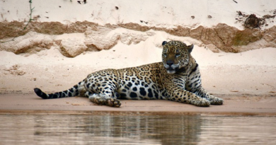 55fc7532-2b45-40f0-813e-28002703e4e2