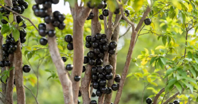 istock-1493716927-u7zoc3md2pmc