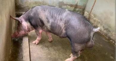 porco-mata-homem-durante-ataque-dentro-de-criatorio-em-teresina-f4e37251-cdef-487f-82b7-3754a9355f12