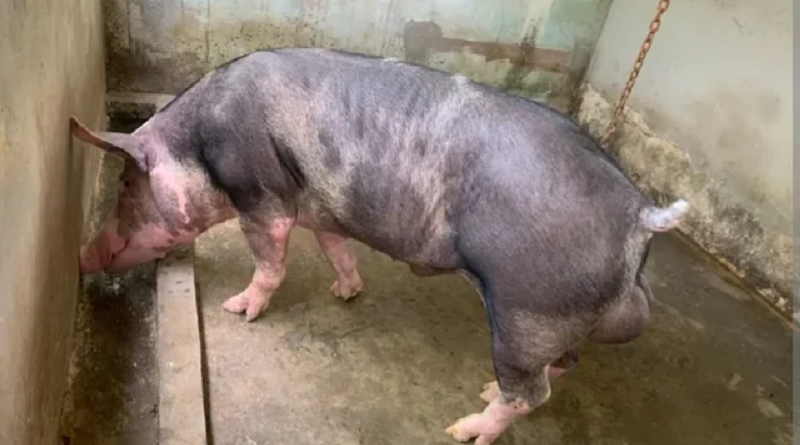 porco-mata-homem-durante-ataque-dentro-de-criatorio-em-teresina-f4e37251-cdef-487f-82b7-3754a9355f12