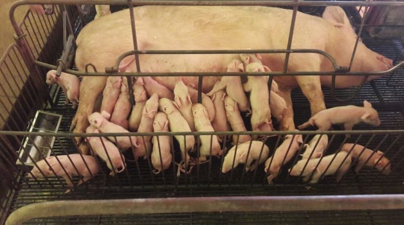 7e4c3d42ab7f8e181f5ee335707f416d