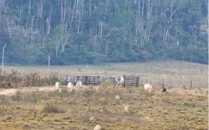 Operação da PF contra devastação na floresta amazônica PF/Divulgação