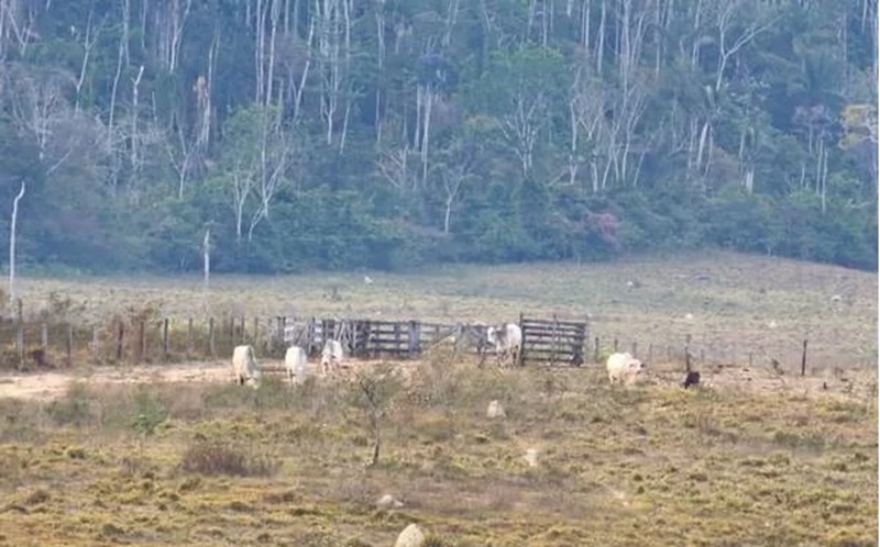 Operação da PF contra devastação na floresta amazônica PF/Divulgação