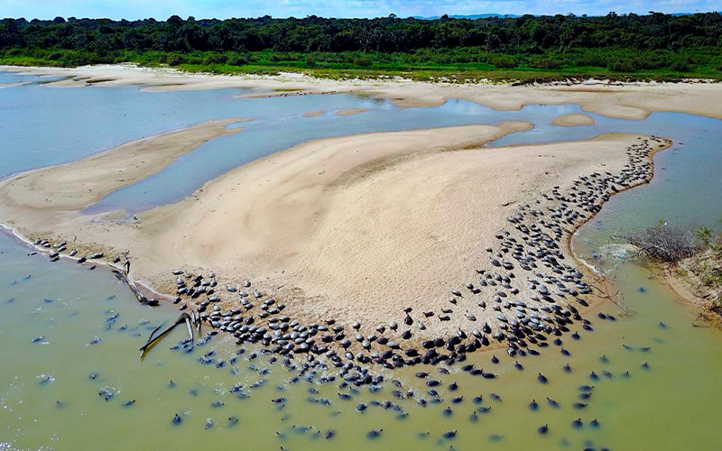 Tabuleiro de Monte Cristo no Pará