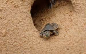 Nascimento de quelônios no Pará
