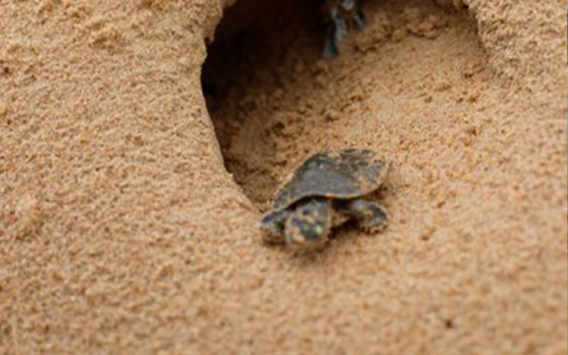 Nascimento de quelônios no Pará