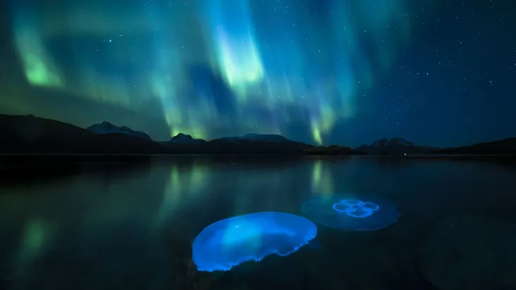 "Águas-vivas da Aurora", de Audun Rikardsen foi uma das finalistas do concurso Fotógrafo de Vida Selvagem do Ano de 2024, organizado pelo Museu de História Natural de Londres. As águas-vivas acendem as águas de um fiorde nos arredores de Tromsø, no norte da Noruega, iluminadas pela aurora boreal. Crédito: ©Audun Rikardsen, Wildlife Photographer of the Year