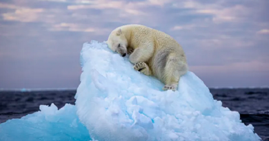 "Cama de gelo", de Nima Sarikhani foi a imagem vencedora do concurso Fotógrafo de Vida Selvagem do Ano de 2024, organizado pelo Museu de História Natural de Londres. Um urso polar esculpe sua própria cama em um pequeno iceberg antes de adormecer no extremo norte, ao largo do arquipélago norueguês de Svalbard.  Crédito: ©Nima Sarikhani, Wildlife Photographer of the Year