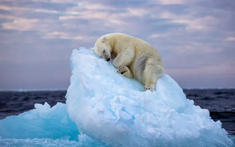 "Cama de gelo", de Nima Sarikhani foi a imagem vencedora do concurso Fotógrafo de Vida Selvagem do Ano de 2024, organizado pelo Museu de História Natural de Londres. Um urso polar esculpe sua própria cama em um pequeno iceberg antes de adormecer no extremo norte, ao largo do arquipélago norueguês de Svalbard. Crédito: ©Nima Sarikhani, Wildlife Photographer of the Year