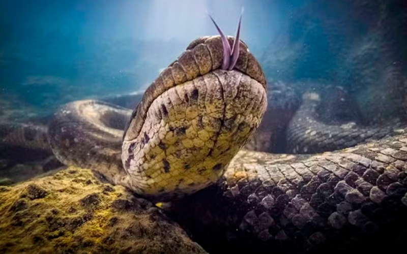 Cobra foi registrada ao longo de vários anos por fotógrafos em Bonito (MS). — Foto: Cristian Dimitrius/Reprodução