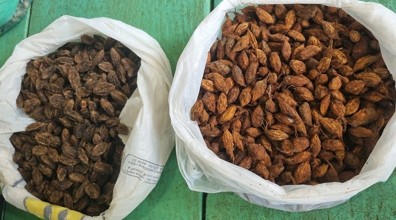 2024_04_17_Foto_MRN apresenta suas operações para coletores de sementes da região Oeste do Pará (1)