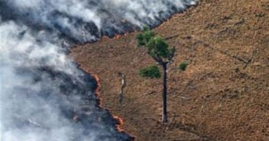 Queimada no Parque Florestal Jamanxin, no Pará, próximo a BR-163. (© Greenpeace/Rodrigo Baleia)