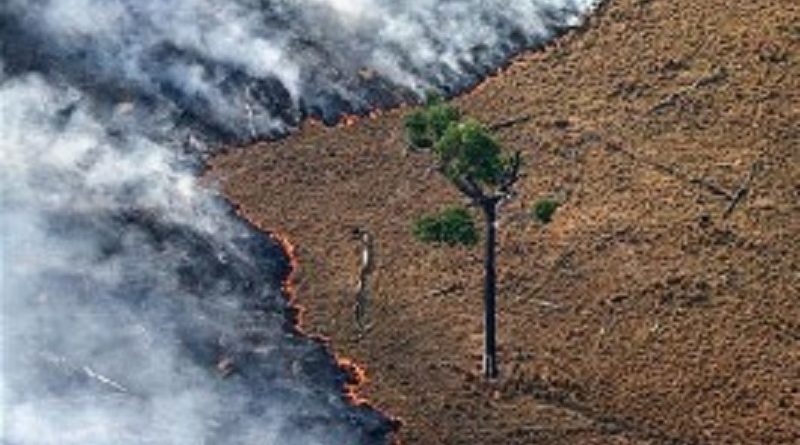 Queimada no Parque Florestal Jamanxin, no Pará, próximo a BR-163. (© Greenpeace/Rodrigo Baleia)