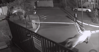 bois-invadem-condominio-e1715550356745