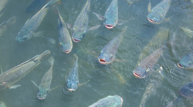 peixe foto shutterstock