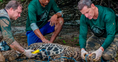 Pesquisa busca entender dinâmica da espécie na ilha — Foto: Instituto Onça-Pintada/Divulgação
