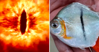 2024-06-11t172529-078-t4swogmfvvap