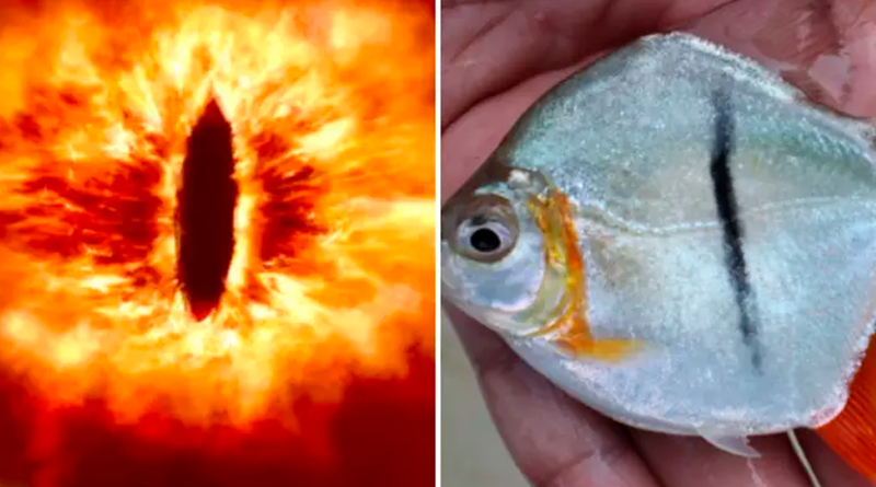 2024-06-11t172529-078-t4swogmfvvap