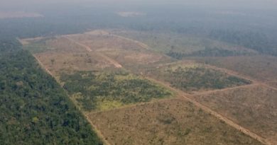 flona jamanxim fazenda