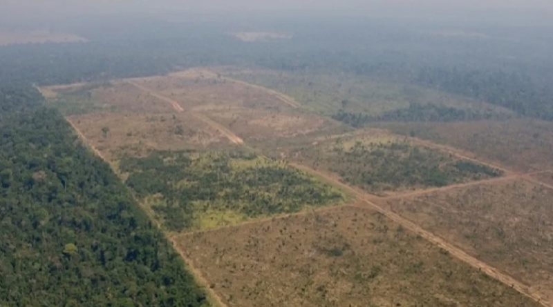 flona jamanxim fazenda