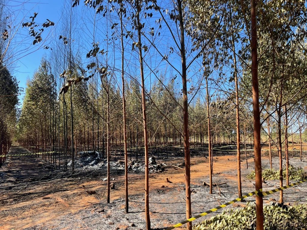 Fonte: Angela Fogaça/Nortão Online