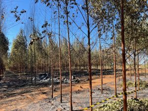 Fonte: Angela Fogaça/Nortão Online